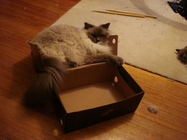 Crosby is back in the other side of the shoe box!