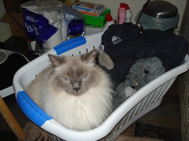 Crosby in the washing basket