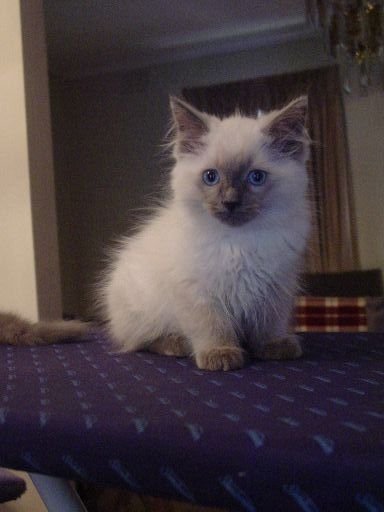 Crosby looking fluffy
