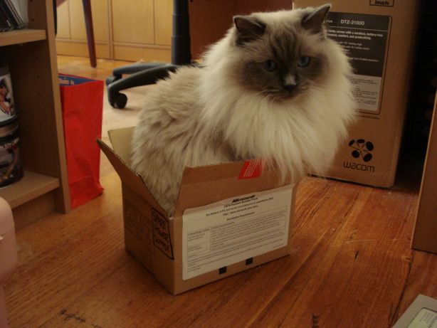 Crosby fits into boxes that appear too small for him