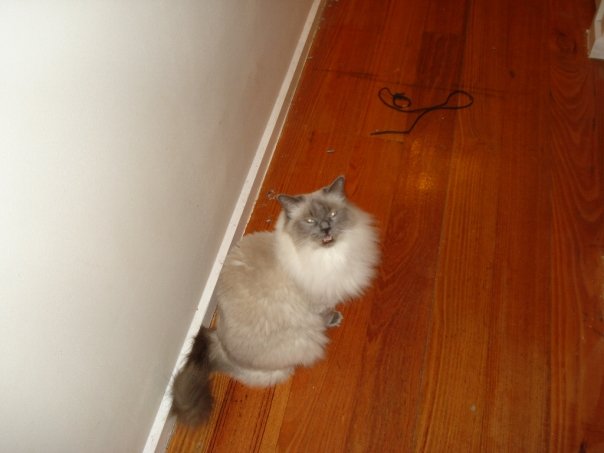 Crosby meowing at me