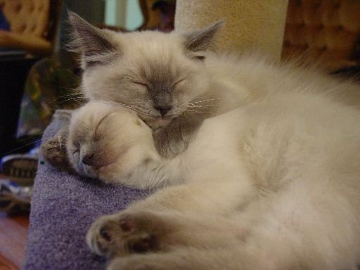 Crosby and Oscar cuddling