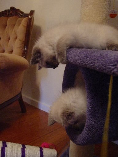 Crosby and Oscar fighting