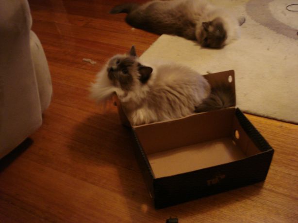 For some reason Crosby wanted to try the other side of the box...