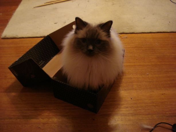 Crosby is really enjoying the shoebox I put on the floor for him