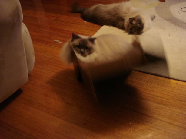 ... until he tipped it over
