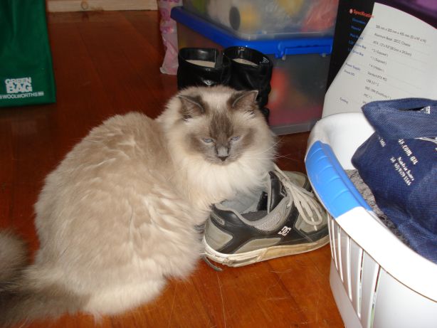 Crosby loves sitting on shoes