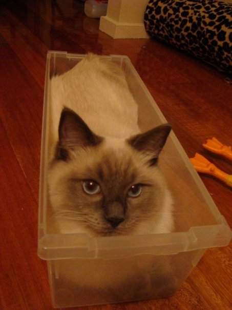 Oscar in a box