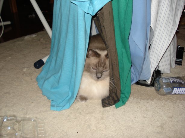 Oscar helps with the ironing