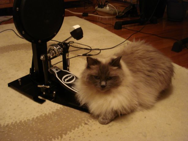 Oscar loves sitting on the drum pedal