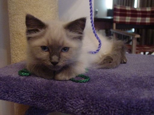 Oscar looks very serious here