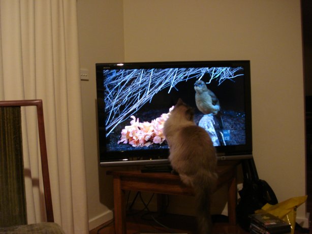 Oscar seems to enjoy nature documentaries